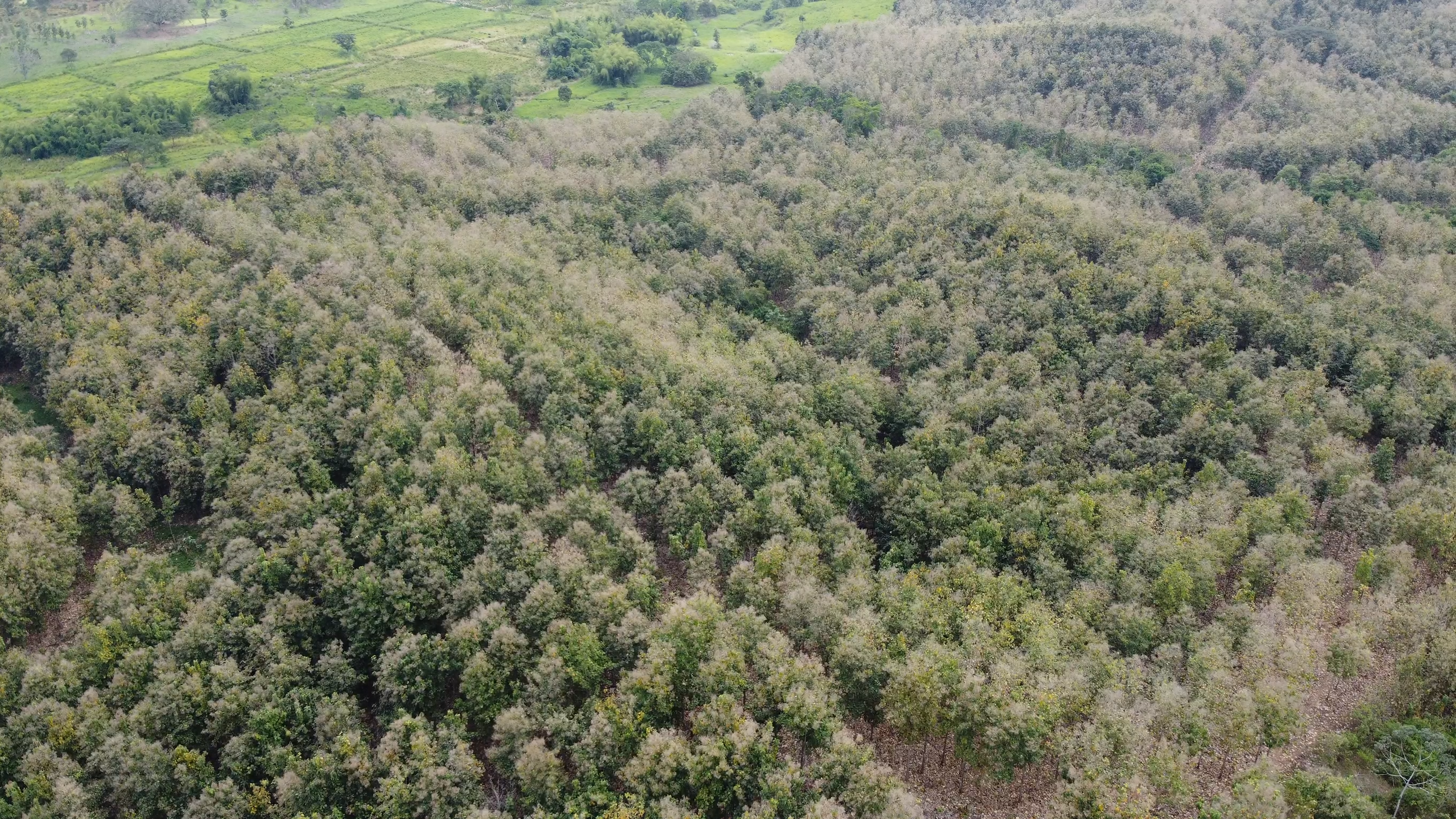 Aerial drone view of IdealTeak plantation