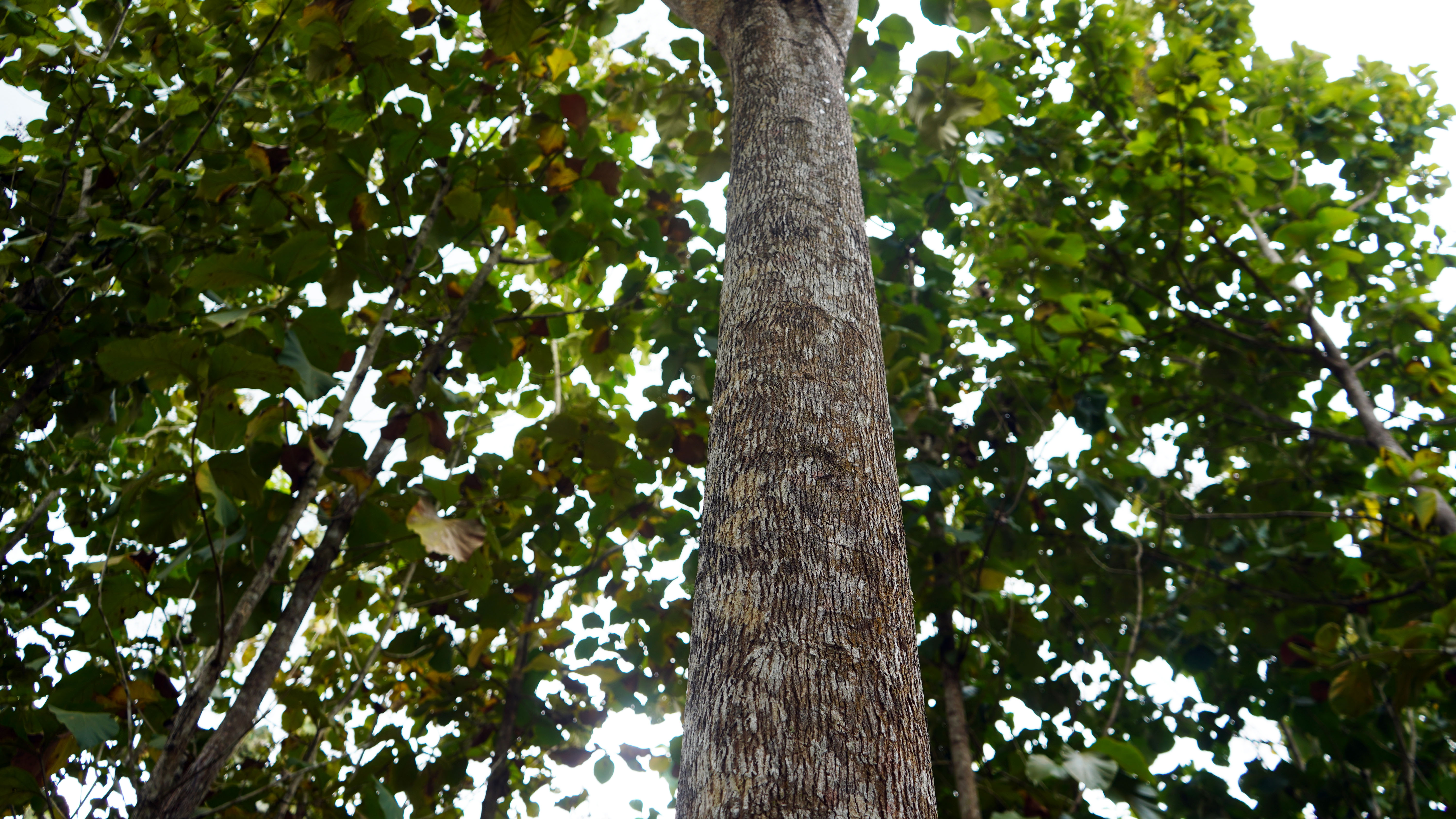 Tectona grandis bark close-up