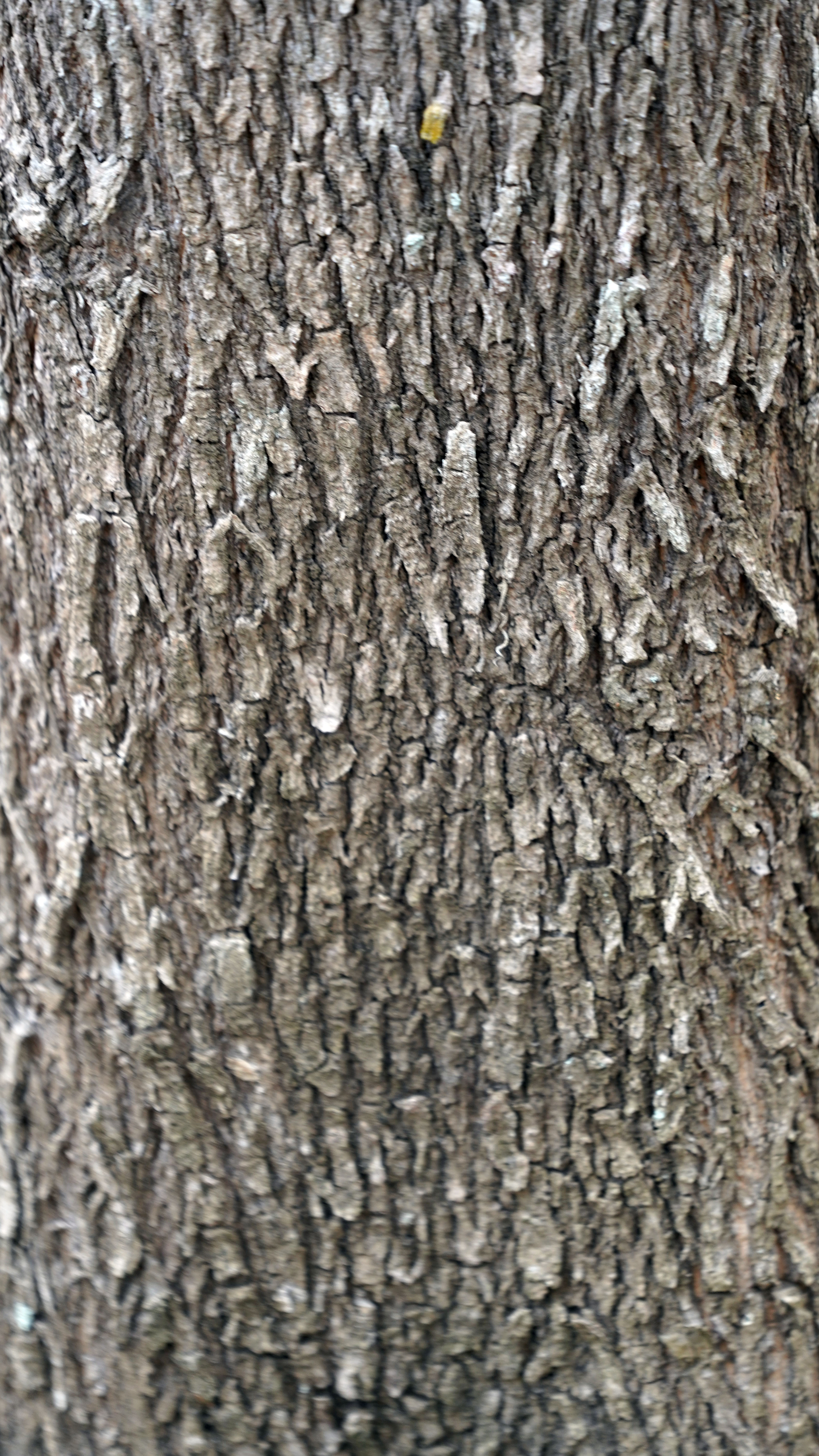 Interior plantation view after thinning