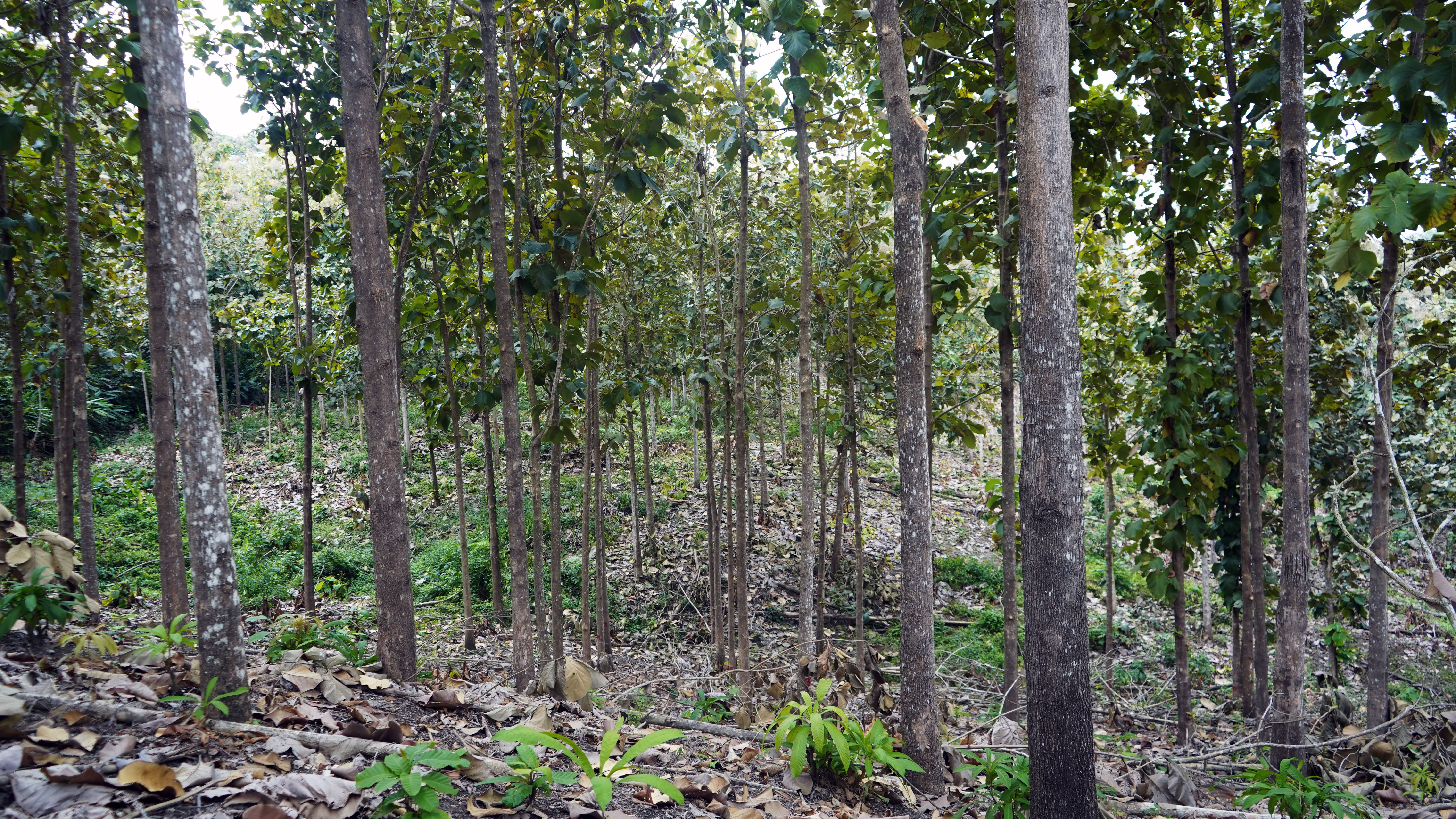 Teak plantation interior, straight trunks